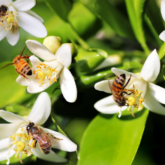 Nos merveilleuses abeilles menacées