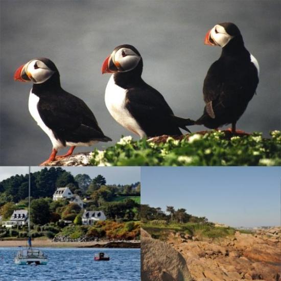 Réserve naturelle des Sept-îles – Côtes-d’Armor